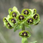 Albero della seta: eleganza in fiore per il tuo giardino