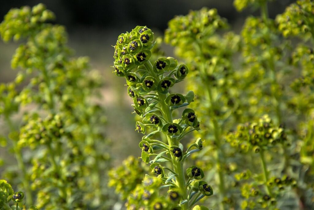 Albero della seta: eleganza in fiore per il tuo giardino Albero della seta: eleganza in fiore per il tuo giardino