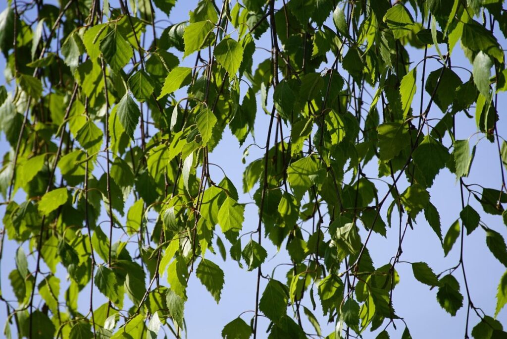 Betulla: la regina argentata dei giardini