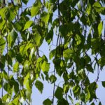 Betulla: la regina argentata dei giardini