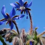 Borragine: la pianta rustica dai fiori blu e dalle mille virtù