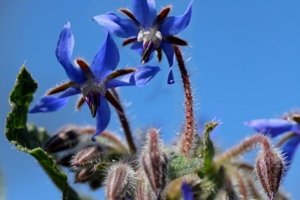 Borragine: la pianta rustica dai fiori blu e dalle mille virtù