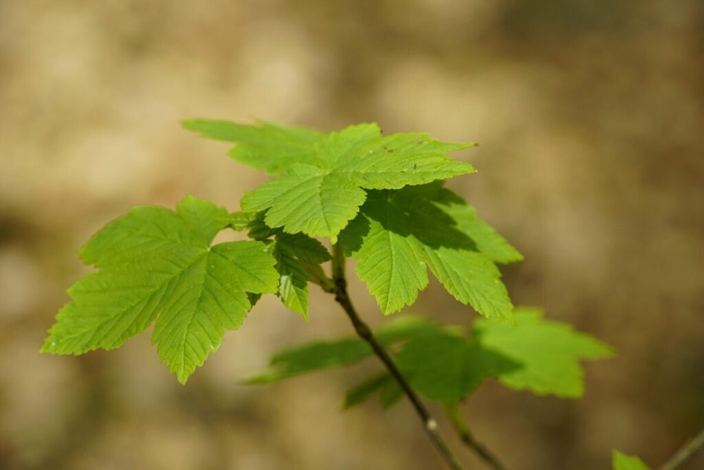 Acero montano: l’albero maestoso che colora i paesaggi