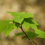 Acero montano: l’albero maestoso che colora i paesaggi
