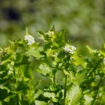 Alliaria comune: la pianta spontanea che profuma d’aglio e si coltiva con facilità