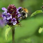 Brunella: la pianta spontanea che cura e decora il giardino