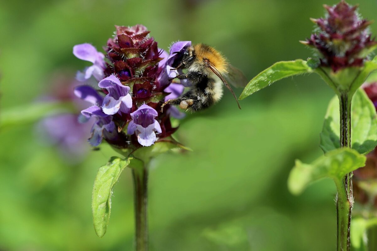 Brunella: la pianta spontanea che cura e decora il giardino