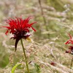 Bergamotto: la pianta dagli agrumi profumati che conquista giardini e cucine