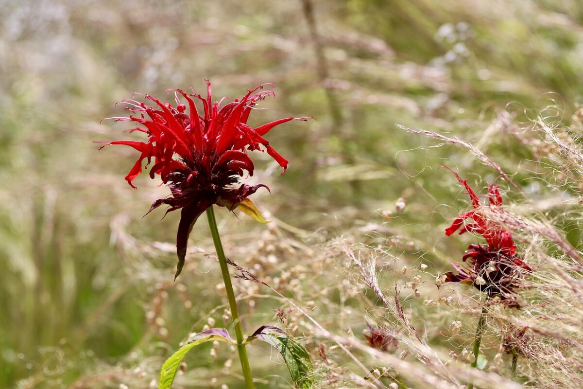 Bergamotto: la pianta dagli agrumi profumati che conquista giardini e cucine