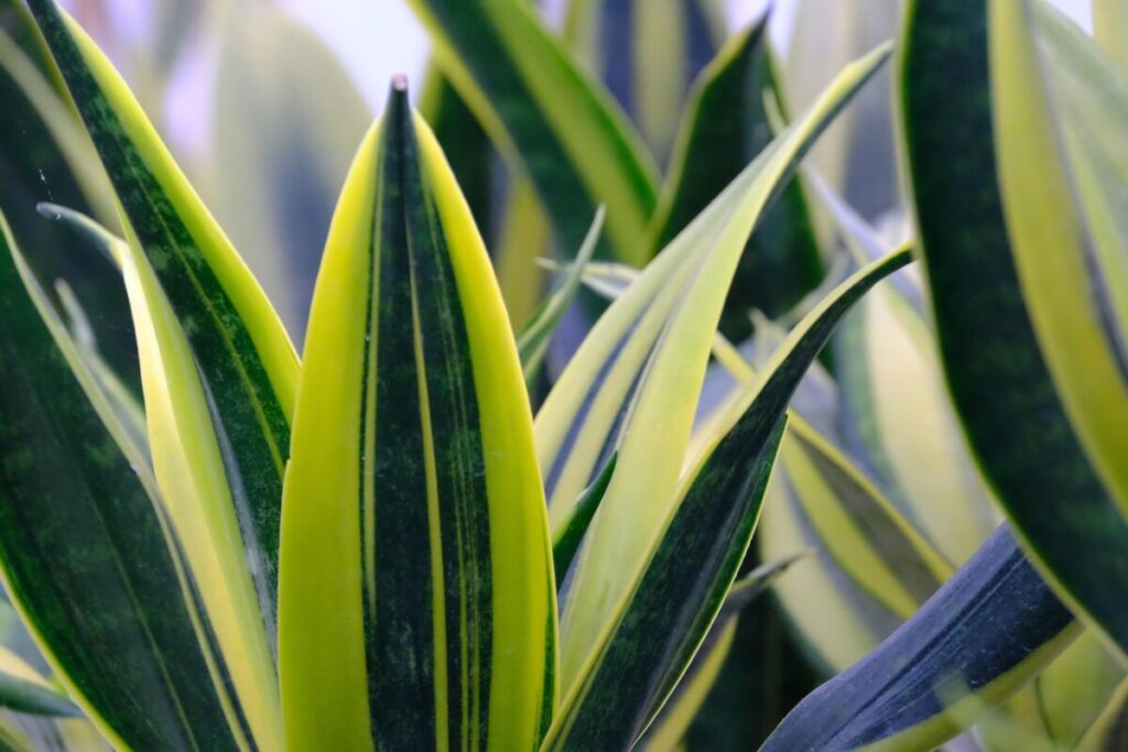 Sansevieria cylindrica: la pianta scultorea che arreda e purifica l’aria