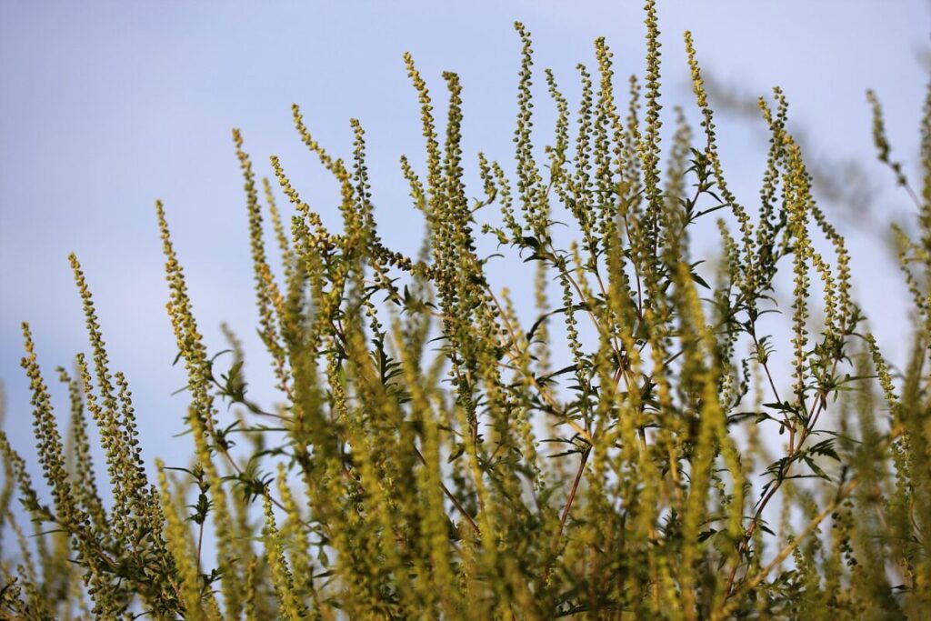 Ambrosia con foglie d’Artemisia: guida completa alla pianta che conquista Ambrosia con foglie d’Artemisia: guida completa alla pianta che conquista