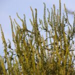 Ambrosia con foglie d’Artemisia: guida completa alla pianta che conquista