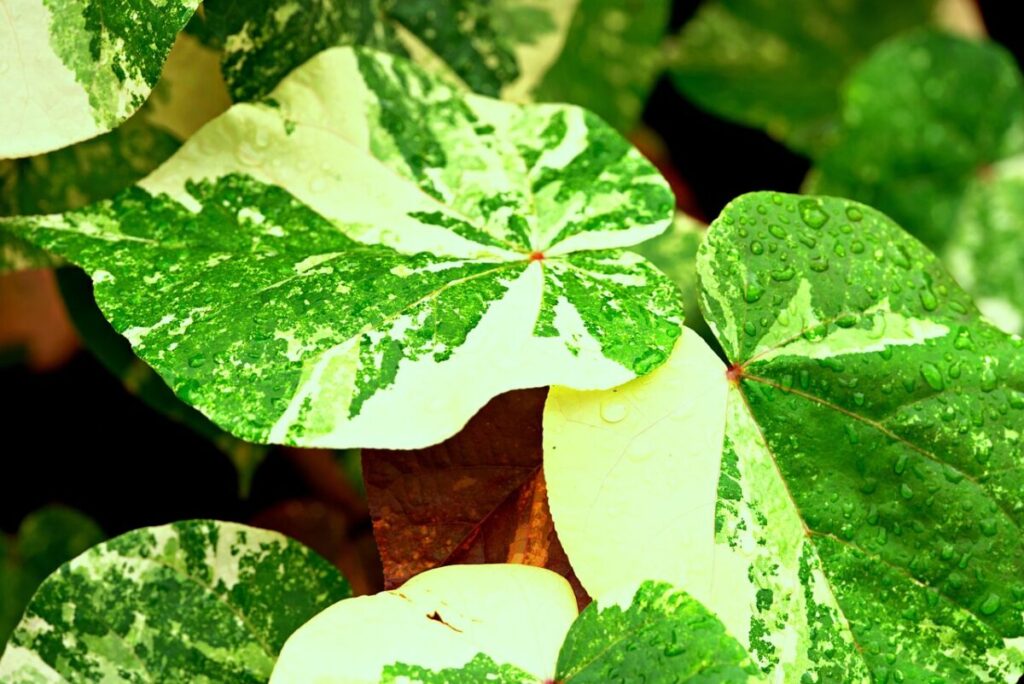 Acalypha virginica var. rhomboidea: una pianta rustica tutta da scoprire Acalypha virginica var. rhomboidea: una pianta rustica tutta da scoprire