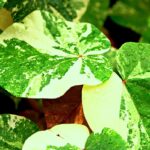 Acalypha virginica var. rhomboidea: una pianta rustica tutta da scoprire