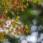 Acero giapponese: eleganza e colore per ogni giardino