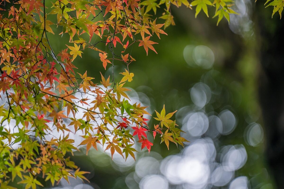 Acero giapponese: eleganza e colore per ogni giardino