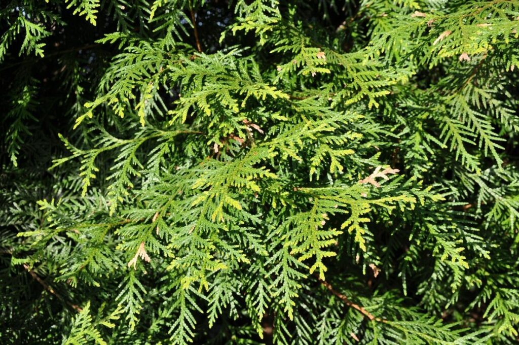 Bagolaro Occidentale: l’albero resistente e ornamentale perfetto per giardini e viali