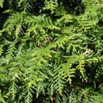 Bagolaro Occidentale: l’albero resistente e ornamentale perfetto per giardini e viali