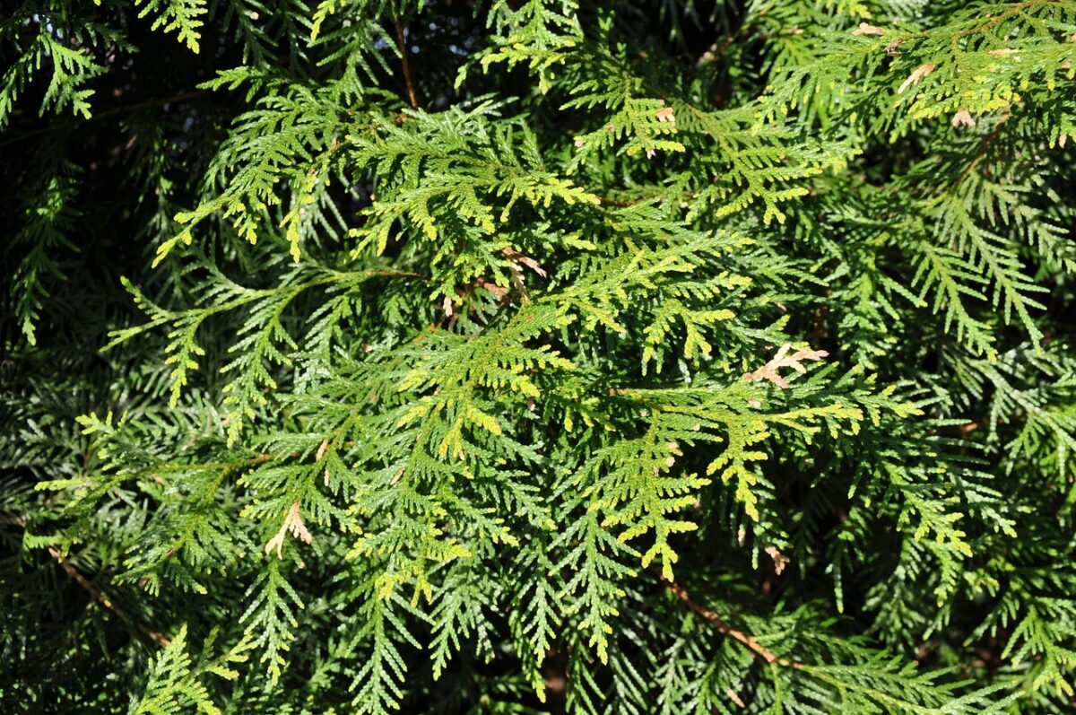 Bagolaro Occidentale: l’albero resistente e ornamentale perfetto per giardini e viali