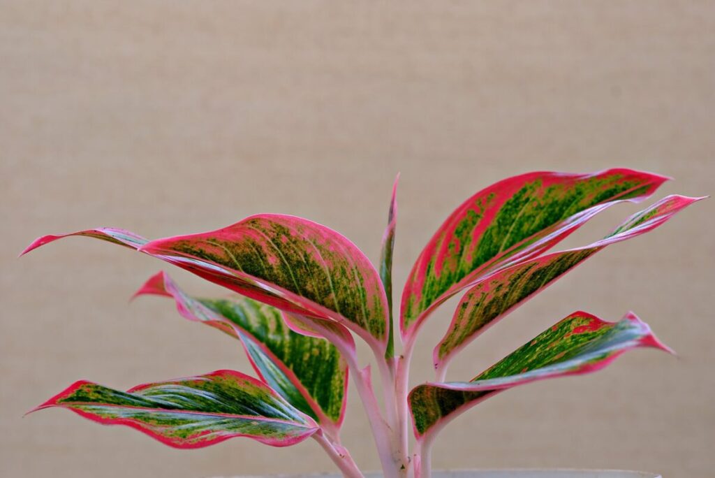 Aglaonema commutatum: la pianta da interno elegante e resistente Aglaonema commutatum: la pianta da interno elegante e resistente