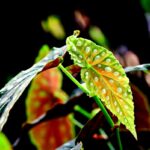 Begonia maculata: la pianta tropicale dalle foglie a pois che conquista ogni casa