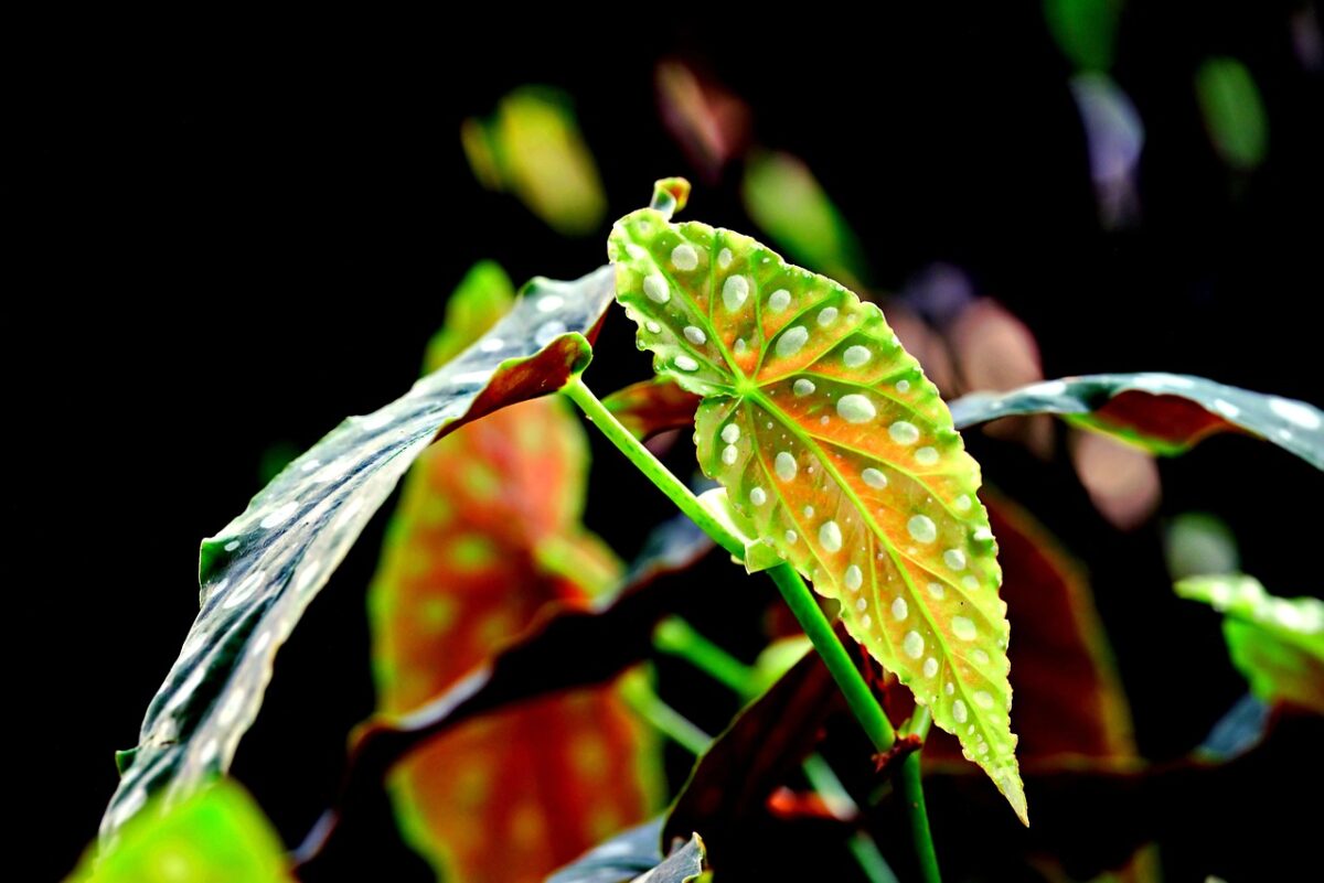 Begonia maculata: la pianta tropicale dalle foglie a pois che conquista ogni casa