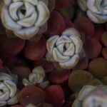 Borracina di Nussbaumer: la succulenta che illumina ogni angolo della casa