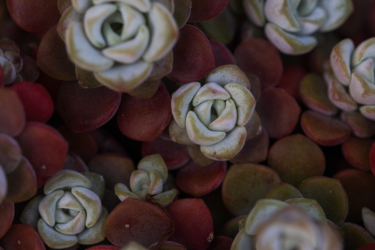 Borracina di Nussbaumer: la succulenta che illumina ogni angolo della casa
