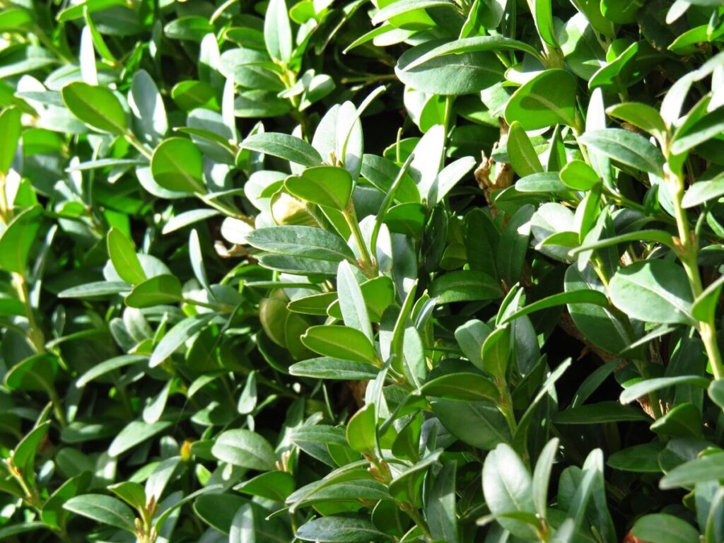 Bosso comune: la pianta sempreverde che dà forma al tuo giardino Bosso comune: la pianta sempreverde che dà forma al tuo giardino