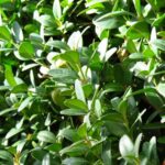Bosso comune: la pianta sempreverde che dà forma al tuo giardino