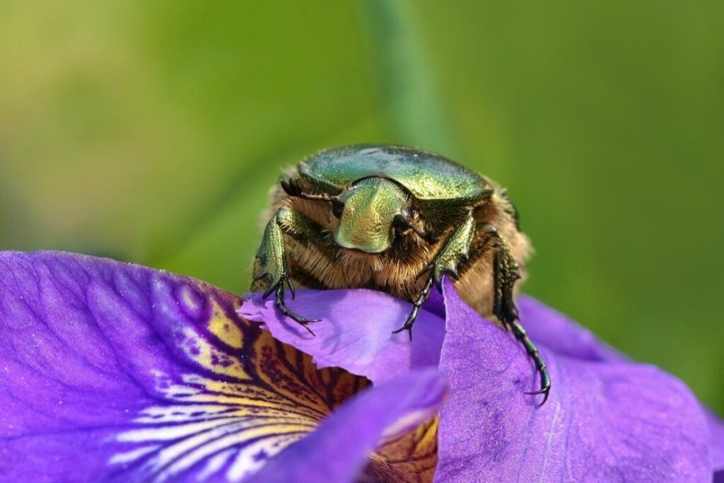 Scarabeo giapponese: l’insetto invasore che minaccia agricoltura e ambiente