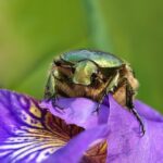 Scarabeo giapponese: l’insetto invasore che minaccia agricoltura e ambiente