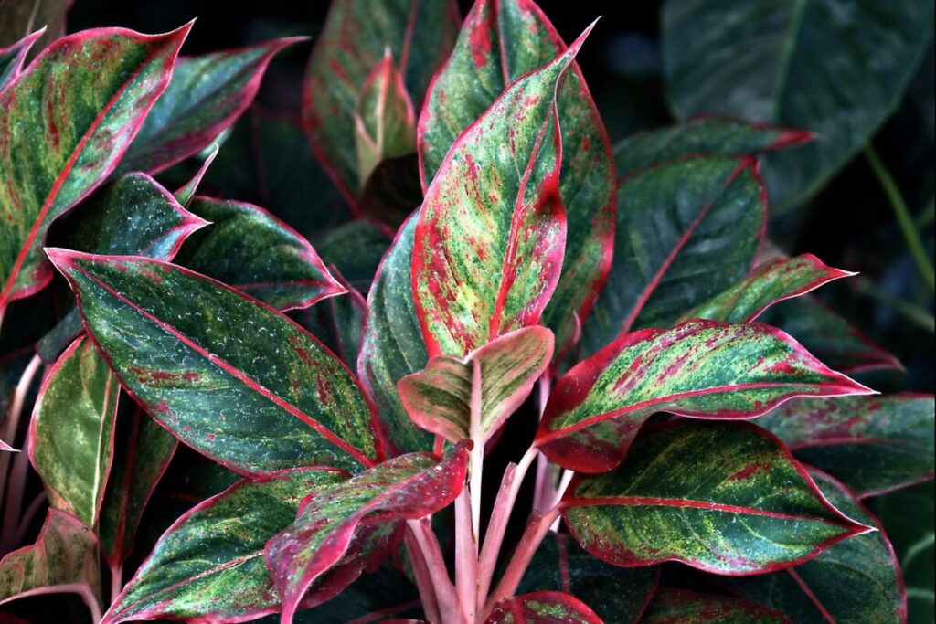 Aglaonema commutatum: la pianta da interno elegante e resistente Aglaonema commutatum: la pianta da interno elegante e resistente