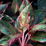 Aglaonema commutatum: la pianta da interno elegante e resistente