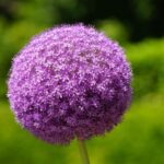 Aglio gigante: il bulbo ornamentale che trasforma il giardino in un’opera d’arte
