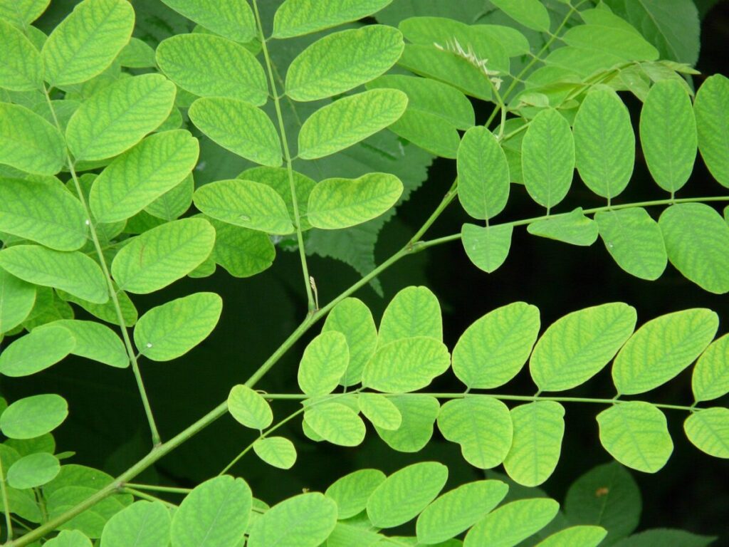 Scopri l’Acacia: una pianta versatile per il giardino
