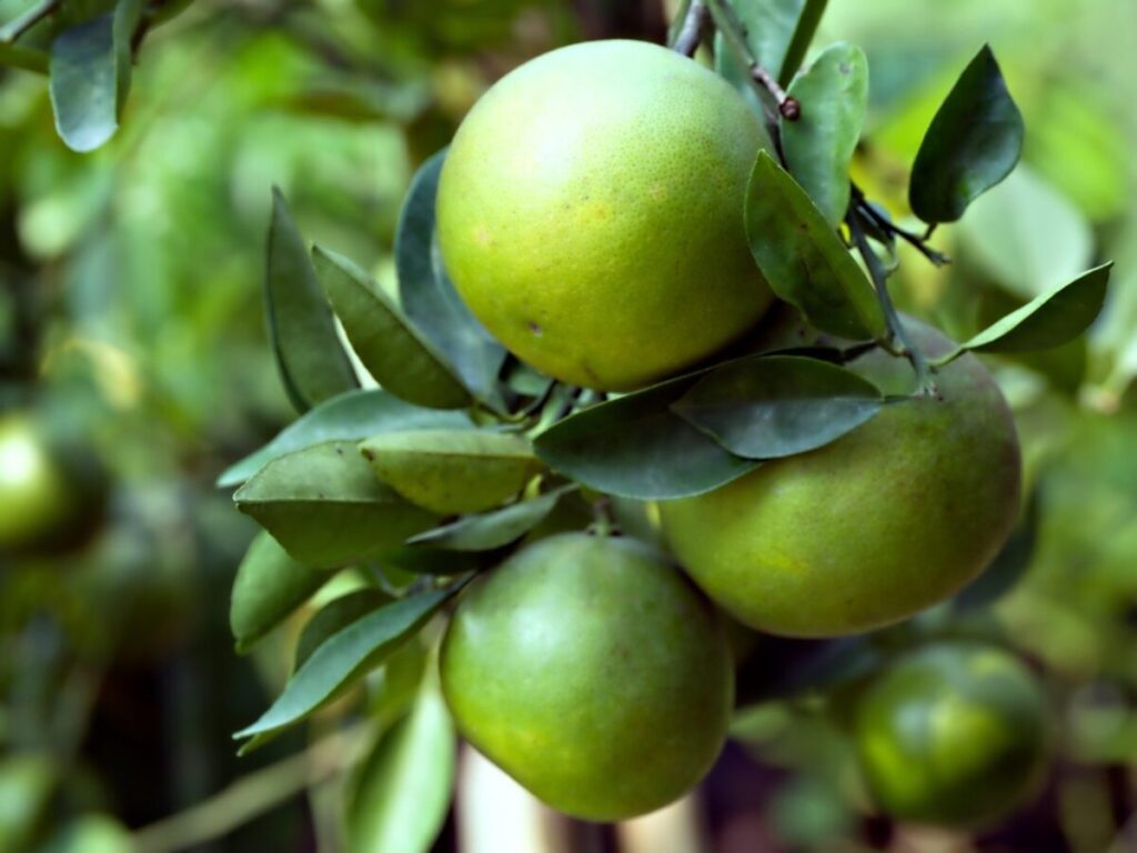 Guida completa alla coltivazione dell’Arancio amaro: consigli pratici per la cura e la crescita Guida completa alla coltivazione dell’Arancio amaro: consigli pratici per la cura e la crescita