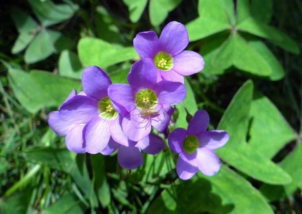 Acetosella dei campi: una pianta spontanea facile da coltivare e utile in giardino Acetosella dei campi: una pianta spontanea facile da coltivare e utile in giardino