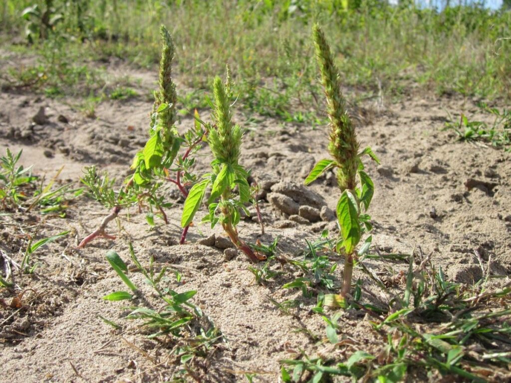 Amaranto livido: una pianta rustica e versatile da scoprire e coltivare Amaranto livido: una pianta rustica e versatile da scoprire e coltivare