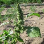 Amaranto livido: una pianta rustica e versatile da scoprire e coltivare