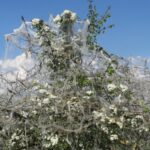 Biancospino: la pianta rustica che protegge cuore e giardino