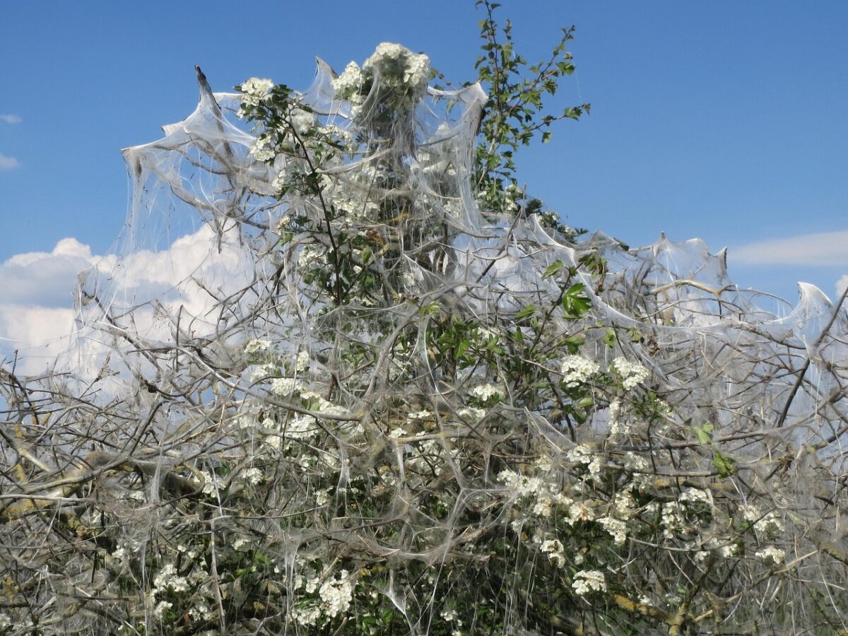 Biancospino: la pianta rustica che protegge cuore e giardino