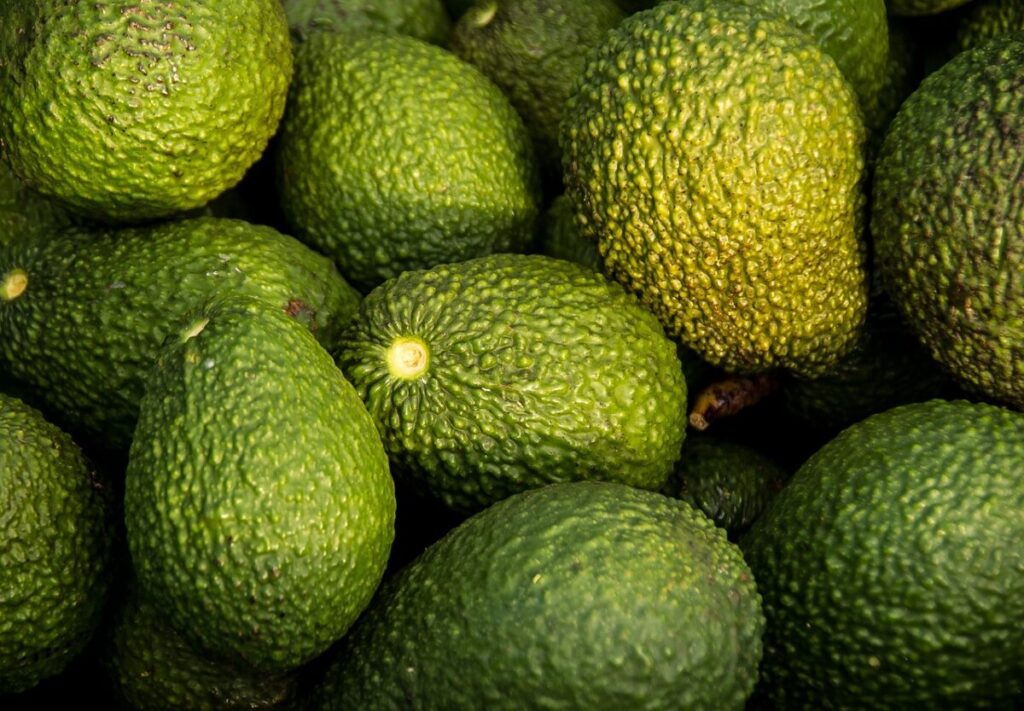 Avocado: come coltivarlo e curarlo con successo anche in casa Avocado: come coltivarlo e curarlo con successo anche in casa