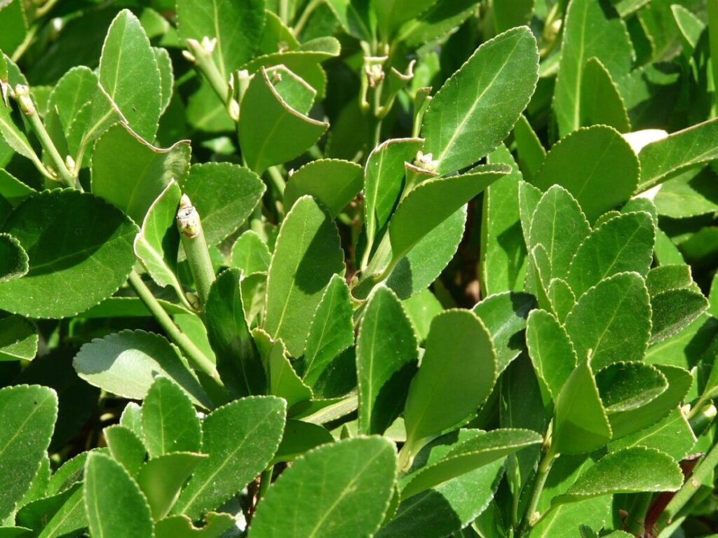 Alloro: la pianta aromatica che abbellisce il giardino e arricchisce la cucina Alloro: la pianta aromatica che abbellisce il giardino e arricchisce la cucina