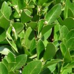 Alloro: la pianta aromatica che abbellisce il giardino e arricchisce la cucina