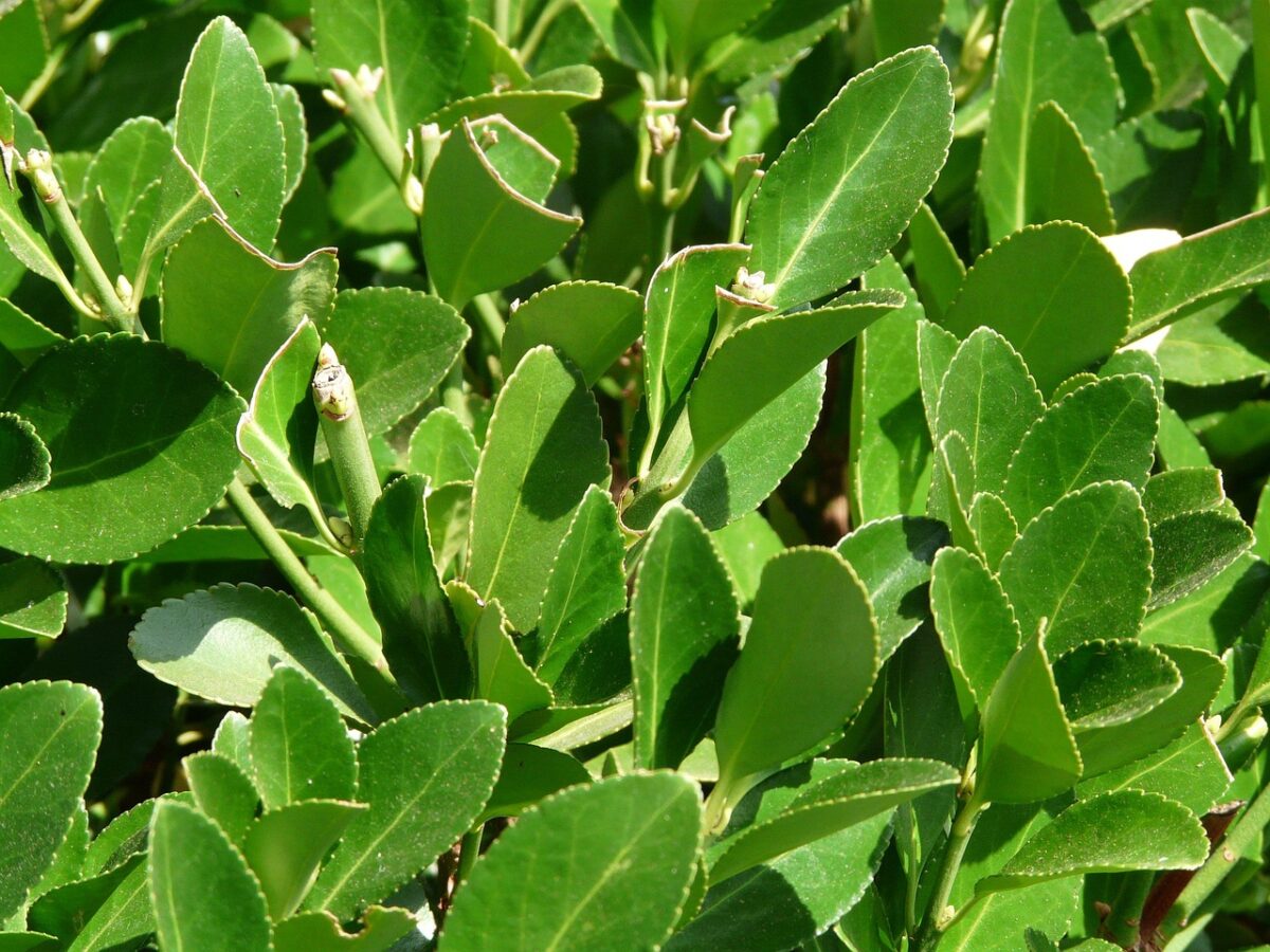 Alloro: la pianta aromatica che abbellisce il giardino e arricchisce la cucina