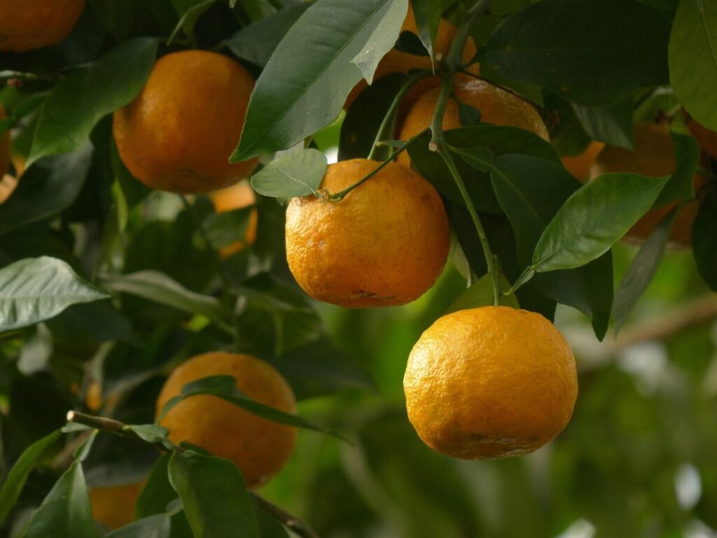 Guida completa alla coltivazione dell’Arancio amaro: consigli pratici per la cura e la crescita Guida completa alla coltivazione dell’Arancio amaro: consigli pratici per la cura e la crescita