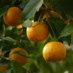 Guida completa alla coltivazione dell’Arancio amaro: consigli pratici per la cura e la crescita