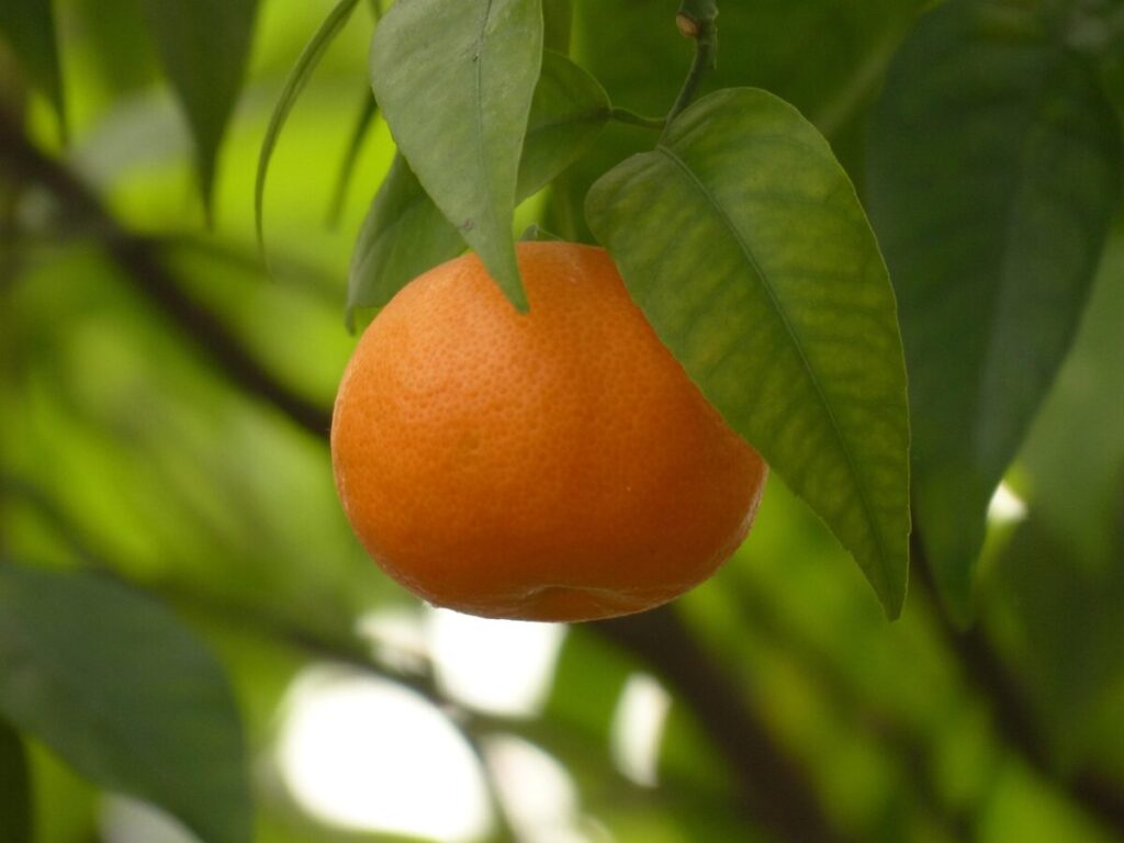 Alloro: la pianta aromatica che abbellisce il giardino e arricchisce la cucina Alloro: la pianta aromatica che abbellisce il giardino e arricchisce la cucina
