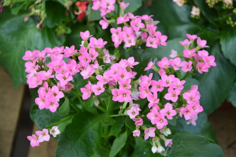 Calancola: la pianta dai fiori vivaci che illumina la casa